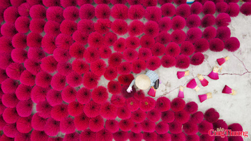 Làng hương Quảng Phú Cầu rực rỡ những ngày vào vụ Tết