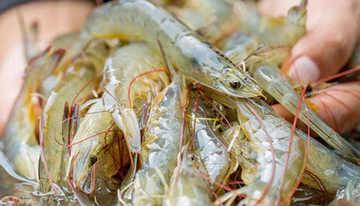 Năm 2025, Trung Quốc là thị trường nhập khẩu tôm lớn nhất của Việt Nam