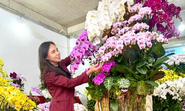 Cắm hoa lan dịp Tết, thợ giỏi thu nhập gần 100 triệu đồng mỗi tháng
