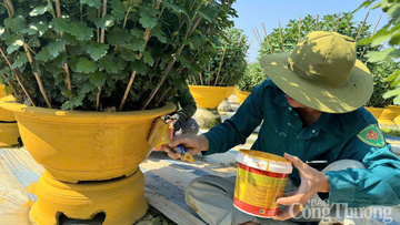 Thành phố Huế: Làng hoa, làng nghề truyền thống tất bật vào vụ Tết