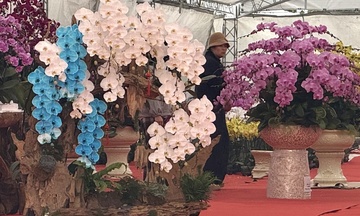 Thị trường lan hồ điệp Tết 2026 khởi động, đa dạng mẫu mã