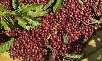 Nguồn cung thắt chặt, giá cà phê thế giới đồng loạt tăng