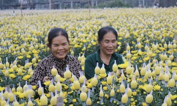 Người dân làng hoa Tây Tựu tất bật vào vụ Tết