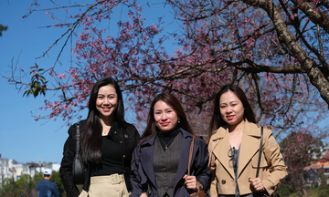 Du khách say mê check-in mùa mai anh đào Đà Lạt