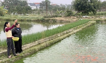 Phú Thọ: Làng nuôi cá chép đỏ tất bật vào vụ Tết ông Công ông Táo 
