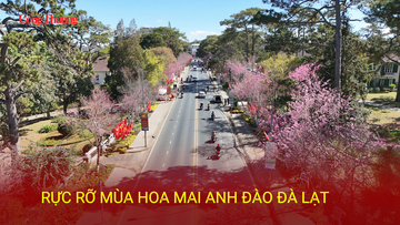 Rực rỡ mùa hoa mai anh đào Đà Lạt