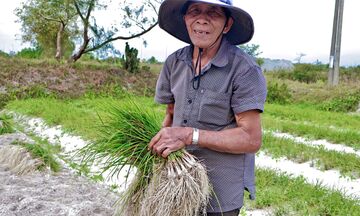 Kiệu được mùa, được giá, nông dân Đà Nẵng phấn khởi thu hoạch