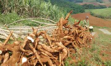 Bộ Công Thương đề xuất 'lối ra' cho xuất khẩu sắn