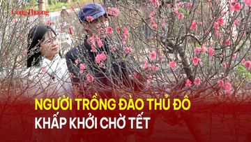 Người trồng đào Thủ đô khấp khởi chờ Tết