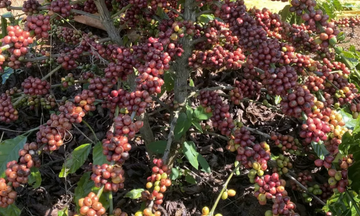 Xuất khẩu cà phê Robusta bứt phá về lượng và giá trị