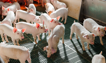 Giá heo tăng cao, HPA đạt doanh thu 8.300 tỷ đồng năm 2025