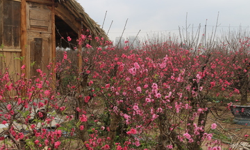 Đào Nhật Tân, quất Tứ Liên 'hối hả' xuống phố dịp Tết