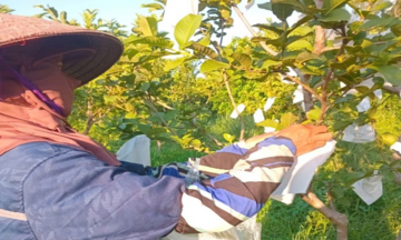 Phát triển công nghệ giấy bao gói bảo vệ trái cây trong canh tác