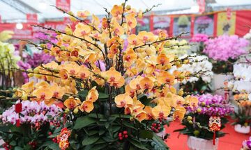 Hà Nội: Hội chợ Xuân Bính Ngọ diễn ra từ 7-14 tháng 2 