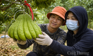 Vựa phật thủ lớn nhất miền Bắc tất bật vào vụ Tết