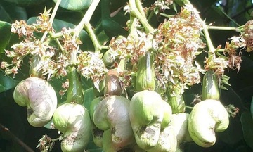 Xuất khẩu hạt điều Việt Nam lập kỷ lục mới, lần đầu vượt mốc 5 tỷ USD