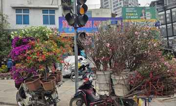 Hoa, cây cảnh bán dạo hút khách dịp cận Tết