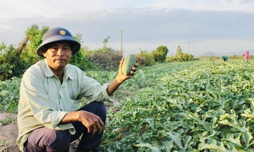 Gia Lai: Nông dân dựng chòi giữa đồng, bám ruộng dưa đón Tết