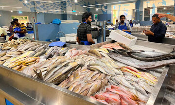 Việt Nam chi gần 3,4 tỷ USD nhập khẩu thủy sản trong năm 2025