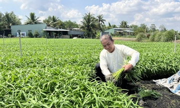 TP. Cần Thơ: Tăng tốc sản xuất nông sản, đáp ứng thị trường Tết 2026