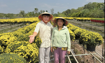 TikToker Thiện Nhân livestream 4 giờ, tiêu thụ 1.600 chậu cúc mâm xôi