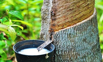 Infographic | Năm 2025, xuất khẩu cao su đạt 3,33 tỷ USD