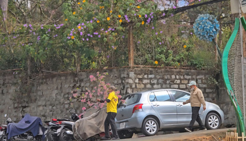 Phản cảm hành vi chặt cành mai anh đào trước mặt du khách quốc tế tại Đà Lạt