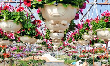 Các làng hoa Đà Nẵng sẵn sàng phục vụ tết Nguyên đán Bính Ngọ 2026