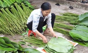 Làng lá dong Tràng Cát tất bật vào vụ Tết, nông dân hái 'lộc' mỏi tay