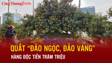 Quất 'đảo ngọc, đảo vàng' – hàng độc tiền trăm triệu