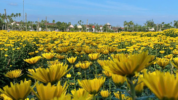 Quảng Ngãi: Nông dân thủ phủ hoa cúc Nghĩa Hiệp thắng lớn vụ Tết