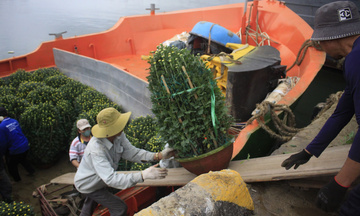 Quảng Ngãi: Chở Tết ra Lý Sơn