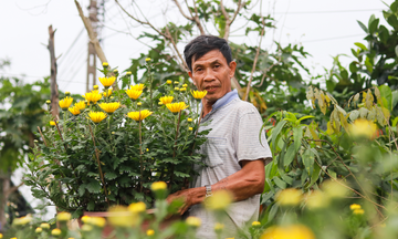 ‘Thủ phủ’ hoa cúc Hà Tĩnh hối hả vào vụ Tết