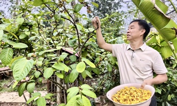 Phú Thọ: Trà hoa vàng nở rộ trước Tết, mở 'mùa vàng' tỷ đồng