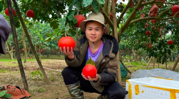 Hà Nội: Bưởi đỏ Đông Cao tạo hình “Tài - Lộc” hút khách dịp Tết