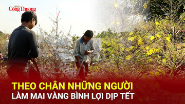 TP. Hồ Chí Minh: Theo chân những người làm mai vàng Bình Lợi dịp Tết