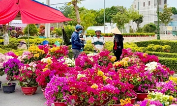 Vĩnh Long: Thị trường hoa kiểng cao điểm, nguồn cung sẵn sàng dịp Tết