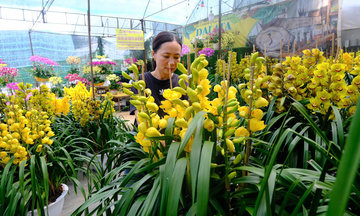 Lâm Đồng: Hoa Tết nở 'lệch vụ' nông dân lo lắng