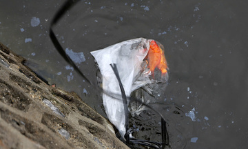 Đến hẹn cá chép lại 'cõng' túi nilon theo Táo Quân lên chầu 