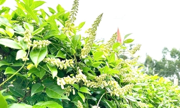 Xây dựng niềm tin 3 nhà nhìn từ cây sâm Nam Núi Dành