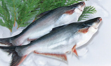 Giá cá tra lập ‘đỉnh’, dự báo xuất khẩu khởi sắc năm 2026