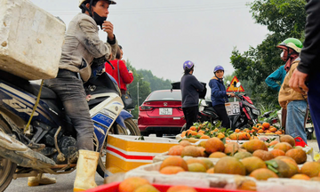 Nhộn nhịp 'thủ phủ' cam bù Hà Tĩnh những ngày giáp Tết
