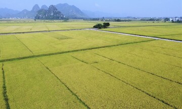 Xuất khẩu gạo đầu năm 2026: Tăng trưởng giữa vòng xoáy cạnh tranh