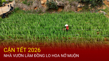 Cận Tết 2026, nhà vườn Lâm Đồng lo hoa nở muộn