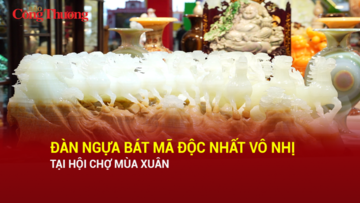 Đàn ngựa Bát Mã độc nhất vô nhị tại Hội chợ Mùa Xuân 