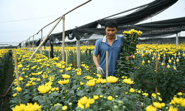 Không khí khẩn trương tại làng hoa Tây Tựu ngày giáp Tết