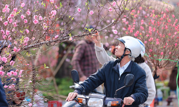 Chùm ảnh: Làng đào Nhật Tân rực hồng ngày 26 tháng Chạp