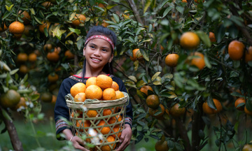 Quảng Ngãi: Dâu tây, cam Măng Đen xuống phố