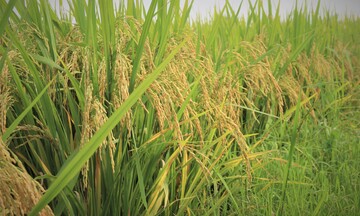 Gạo giảm phát thải: Lợi thế mới trên thị trường xuất khẩu