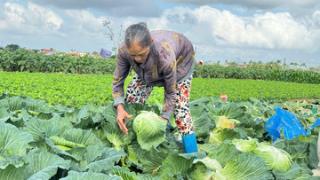 Quảng Ngãi: Vụ mùa rau Tết chia nửa buồn vui